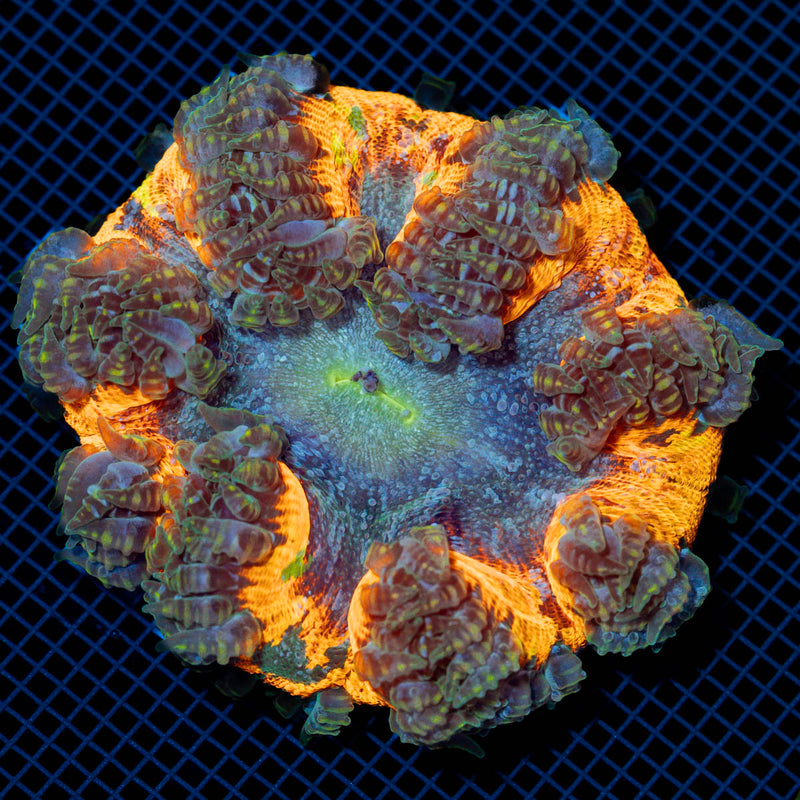 Rock Flower Anemone showcasing its colorful oral disc in reef aquarium