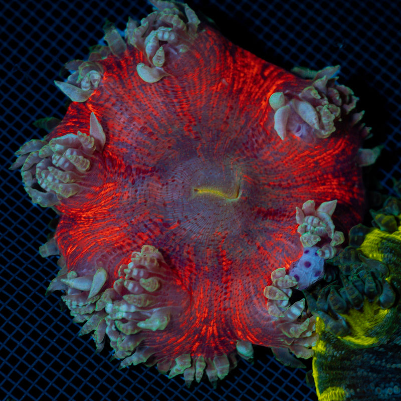 Rock Flower Anemone with colorful oral disc in reef aquarium