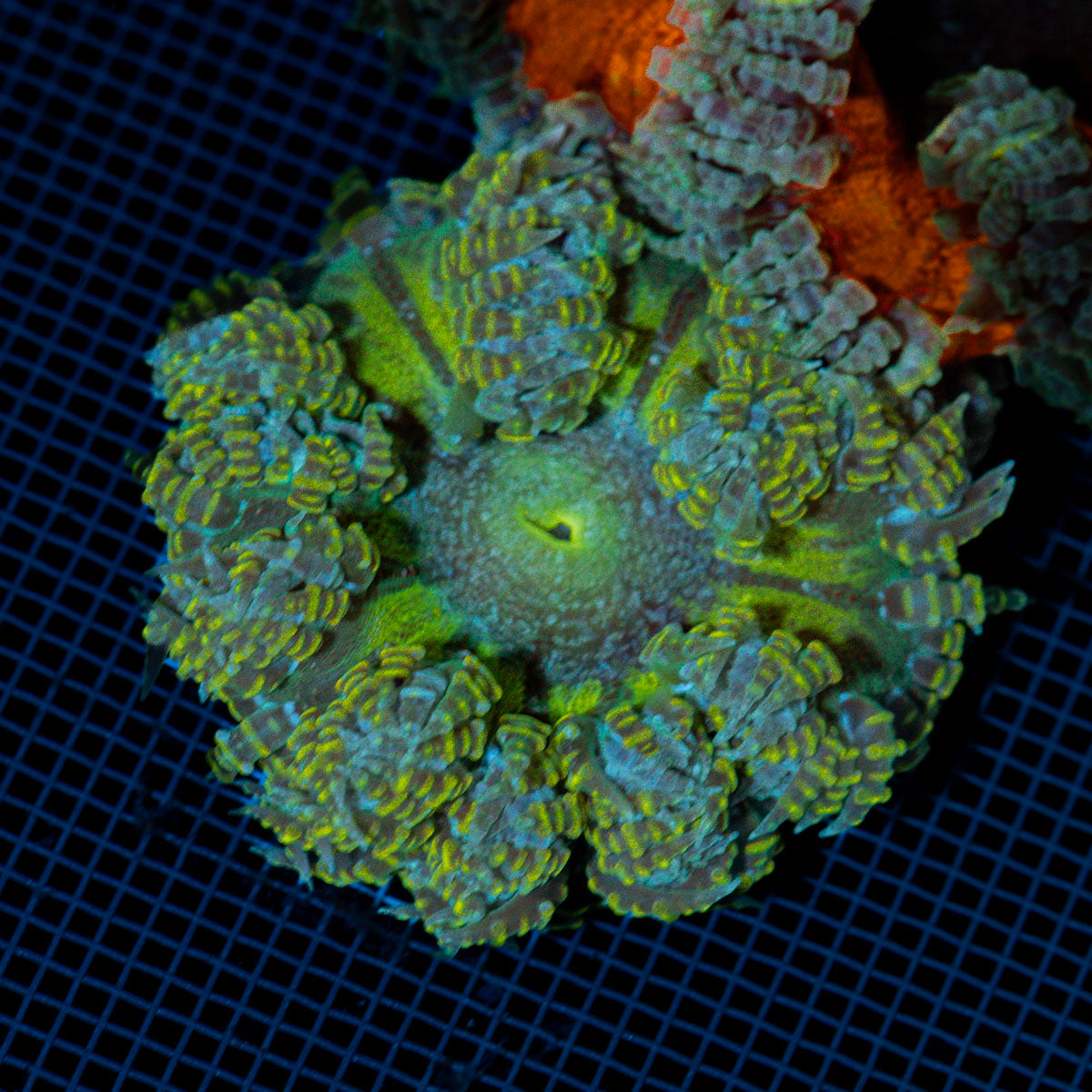 Rock Flower Anemone showcasing its colorful oral disc in reef aquarium