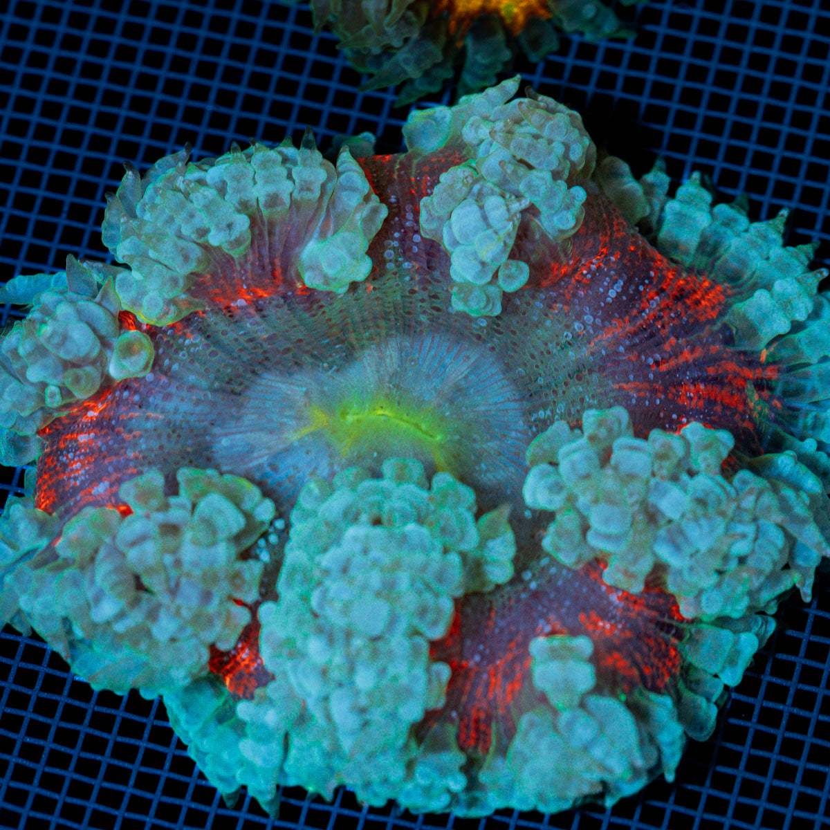 Rock Flower Anemone with colorful oral disc in reef aquarium