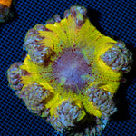 Rock Flower Anemone showcasing its colorful oral disc in reef aquarium
