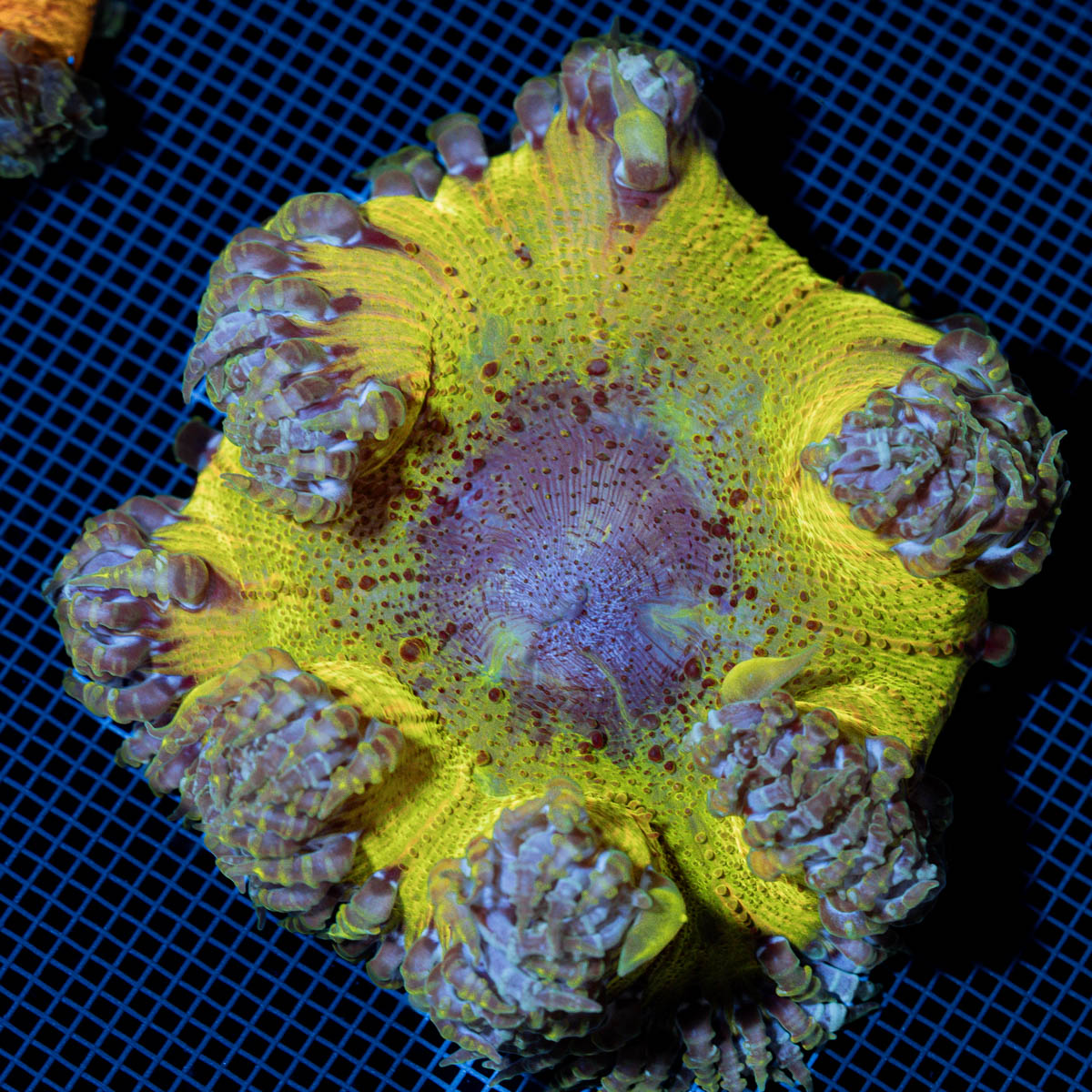 Rock Flower Anemone showcasing its colorful oral disc in reef aquarium