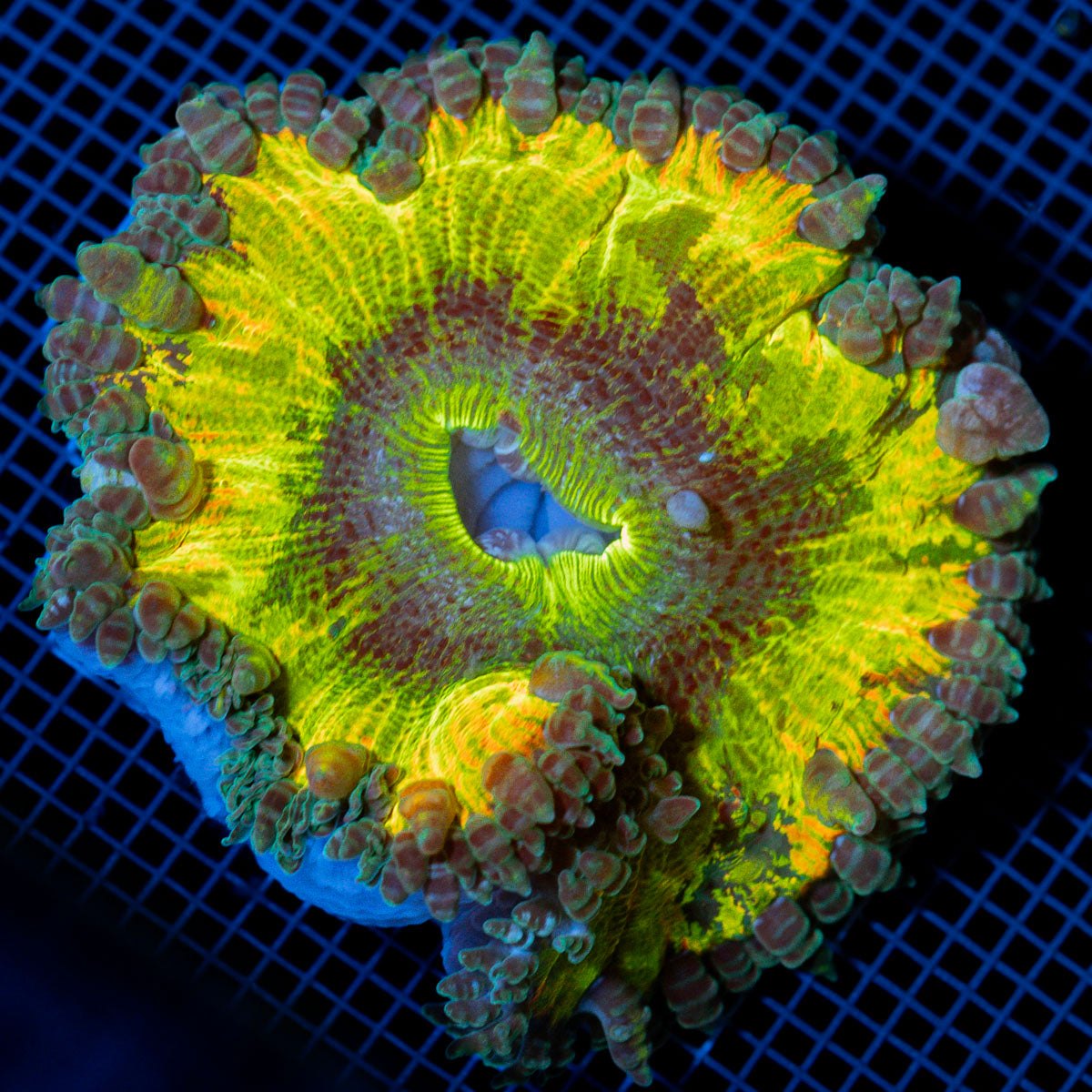 Rock Flower Anemone with colorful oral disc in reef aquarium