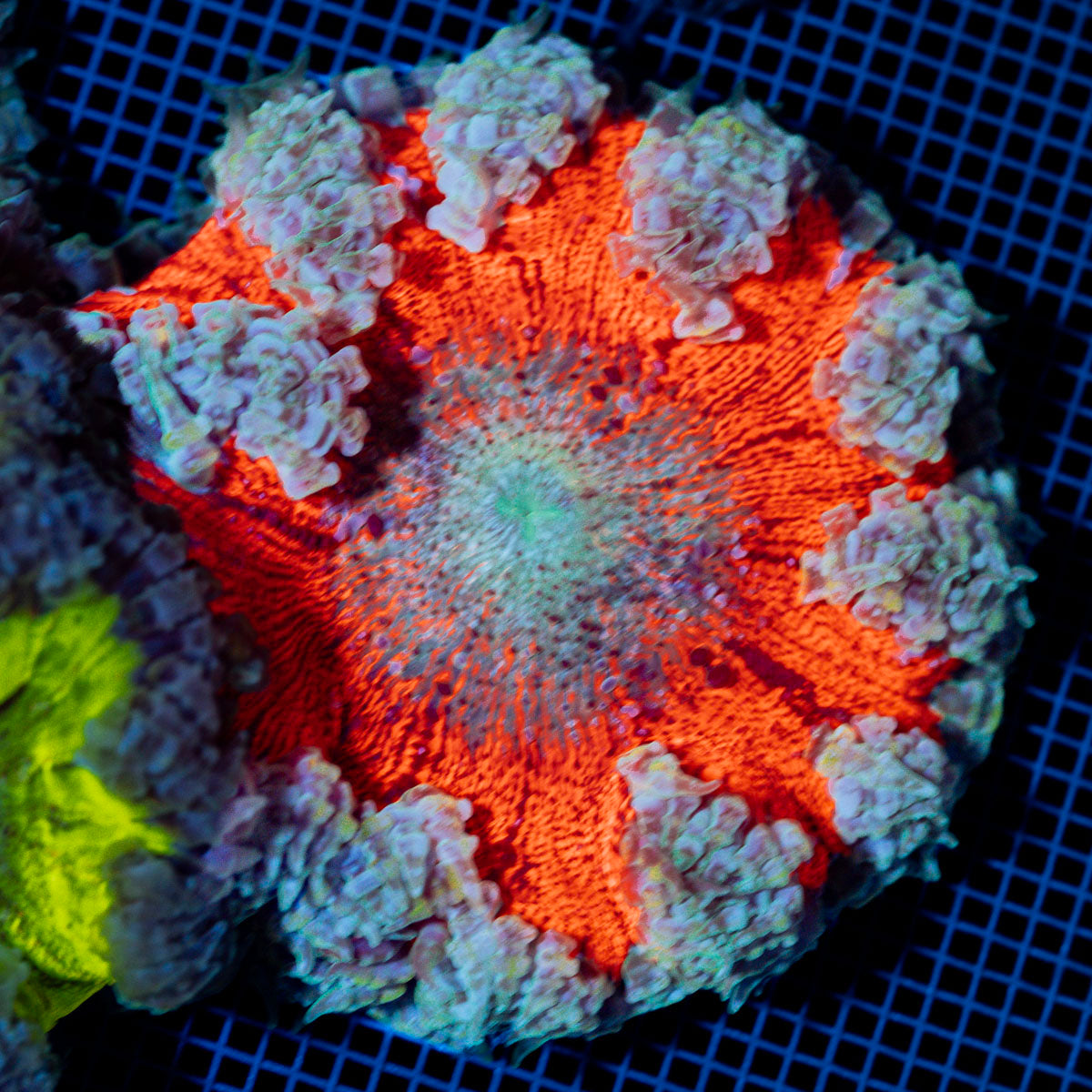 Rock Flower Anemone with colorful oral disc in reef aquarium