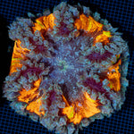Rock Flower Anemone showcasing its oral disc in reef aquarium