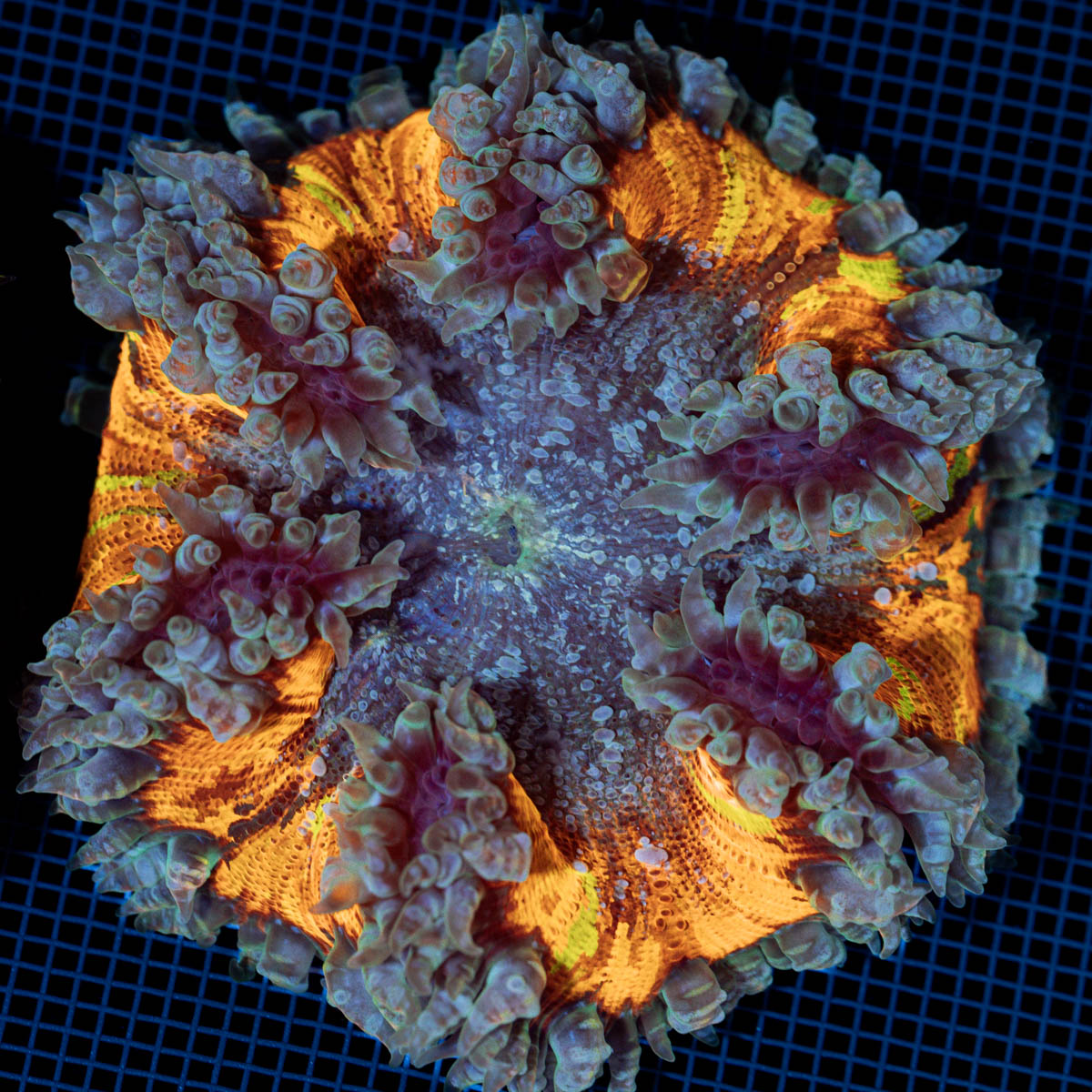 Rock Flower Anemone showcasing its oral disc in reef aquarium