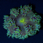 Rock Flower Anemone with colorful oral disc in reef aquarium