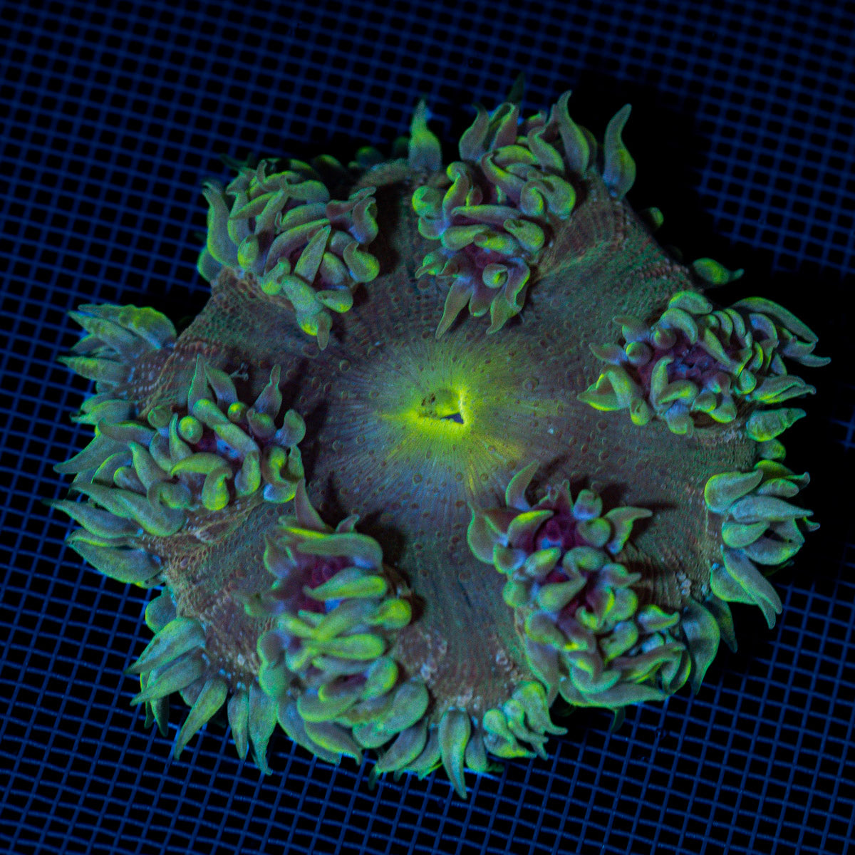 Rock Flower Anemone with colorful oral disc in reef aquarium