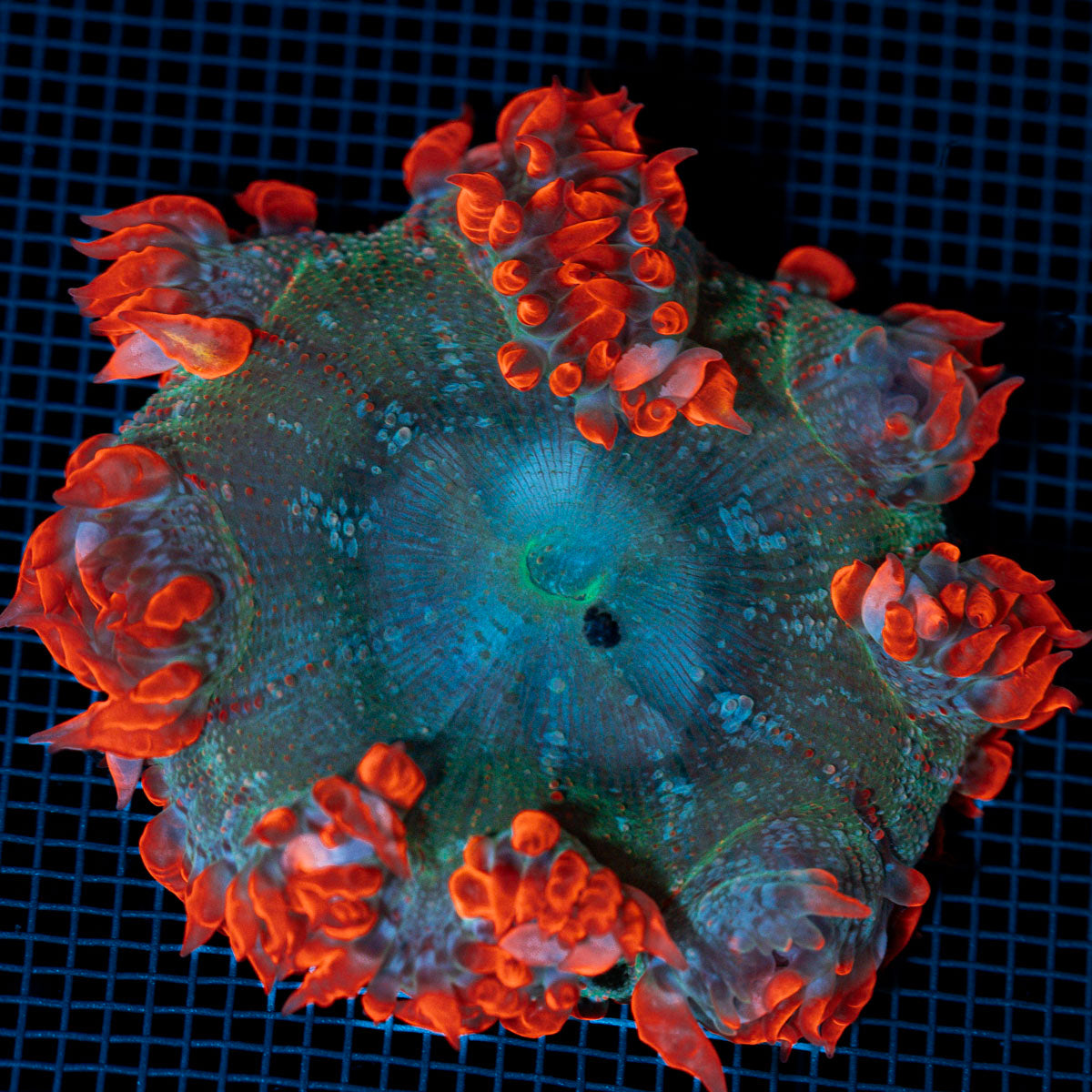 Rock Flower Anemone with colorful oral disc in reef aquarium