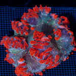 Rock Flower Anemone with colorful oral disc in reef aquarium