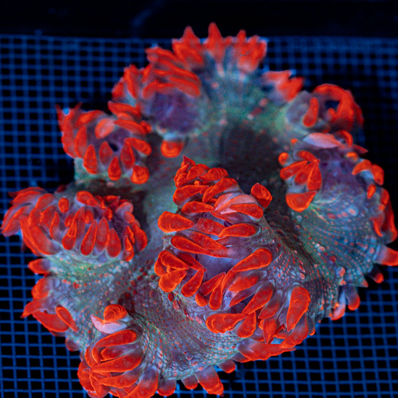 Rock Flower Anemone with colorful oral disc in reef aquarium
