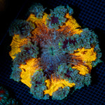 Rock Flower Anemone with colorful oral disc in reef aquarium