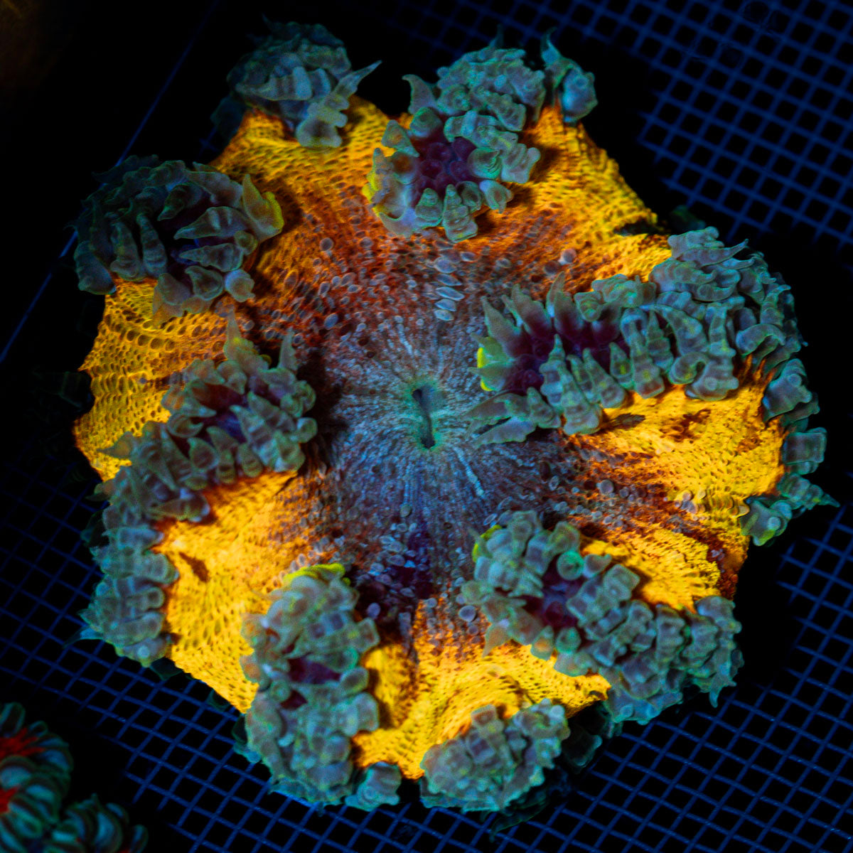 Rock Flower Anemone with colorful oral disc in reef aquarium