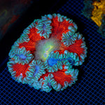 Rock Flower Anemone with colorful oral disc in reef aquarium