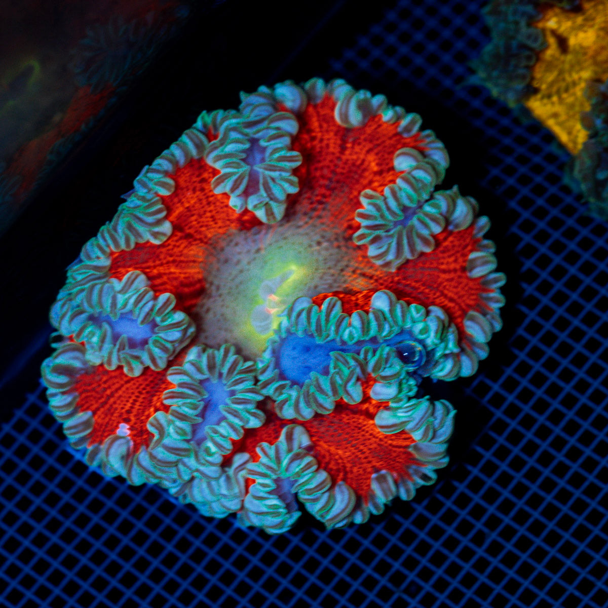 Rock Flower Anemone with colorful oral disc in reef aquarium