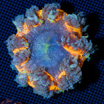 Rock Flower Anemone with colorful oral disc in reef aquarium