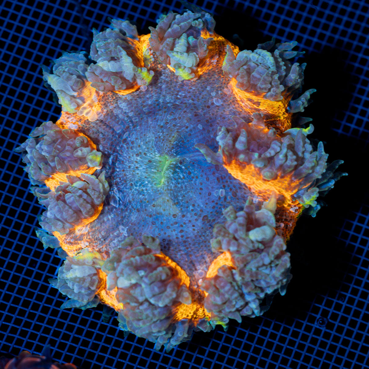 Rock Flower Anemone with colorful oral disc in reef aquarium