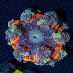 Rock Flower Anemone with colorful oral disc in reef aquarium