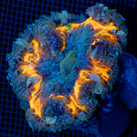 Rock Flower Anemone with colorful oral disc in reef aquarium