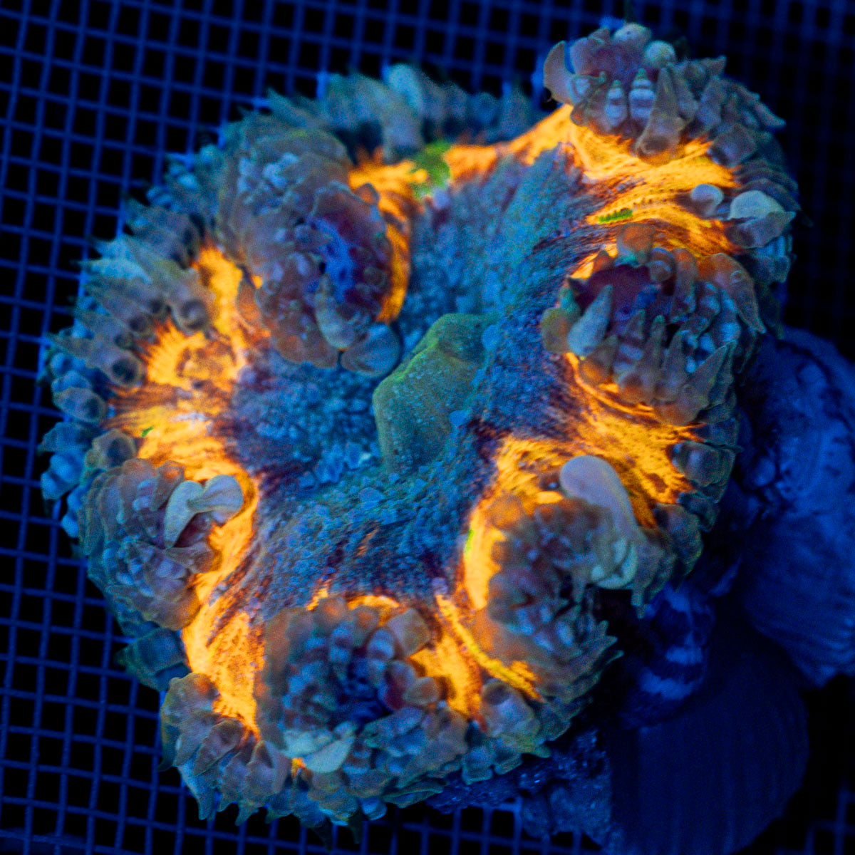 Rock Flower Anemone with colorful oral disc in reef aquarium