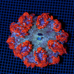 Rock Flower Anemone showcasing its colorful oral disc in reef aquarium