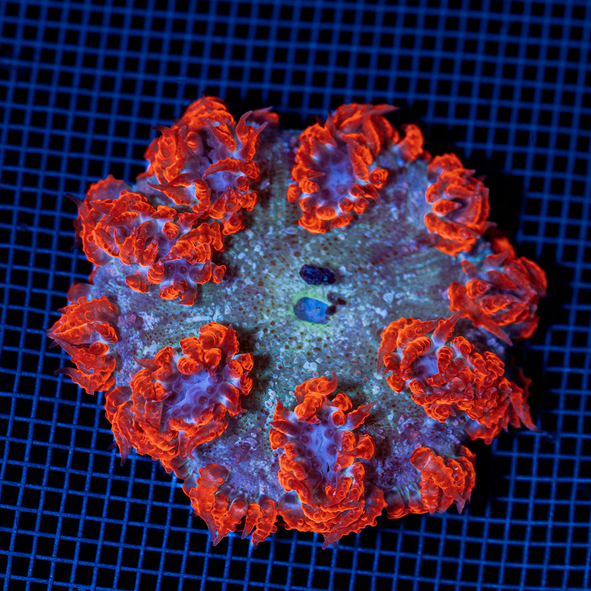 Rock Flower Anemone showcasing its colorful oral disc in reef aquarium