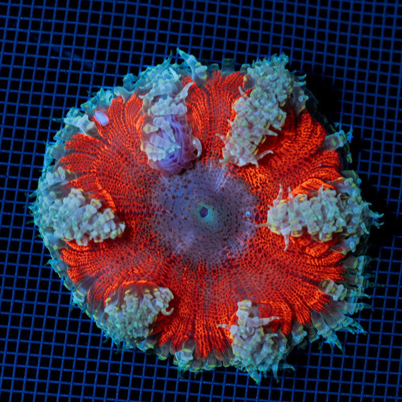 Rock Flower Anemone with colorful oral disc in reef aquarium