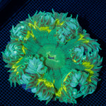 Ultra Rock Flower Anemone with colorful oral disc in reef aquarium
