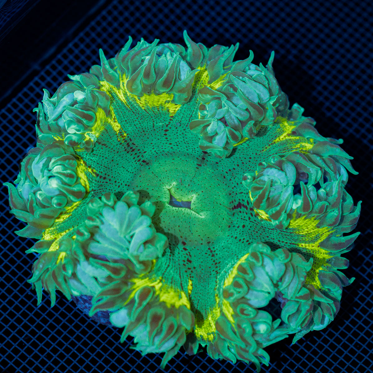Ultra Rock Flower Anemone with colorful oral disc in reef aquarium