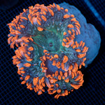 Ultra Rock Flower Anemone with colorful oral disc in reef aquarium