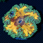 Ultra Rock Flower Anemone with colorful oral disc in reef aquarium