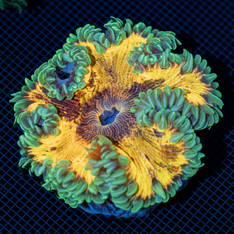 Ultra Rock Flower Anemone with colorful oral disc in reef aquarium