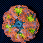 Ultra Rock Flower Anemone with colorful oral disc in reef aquarium