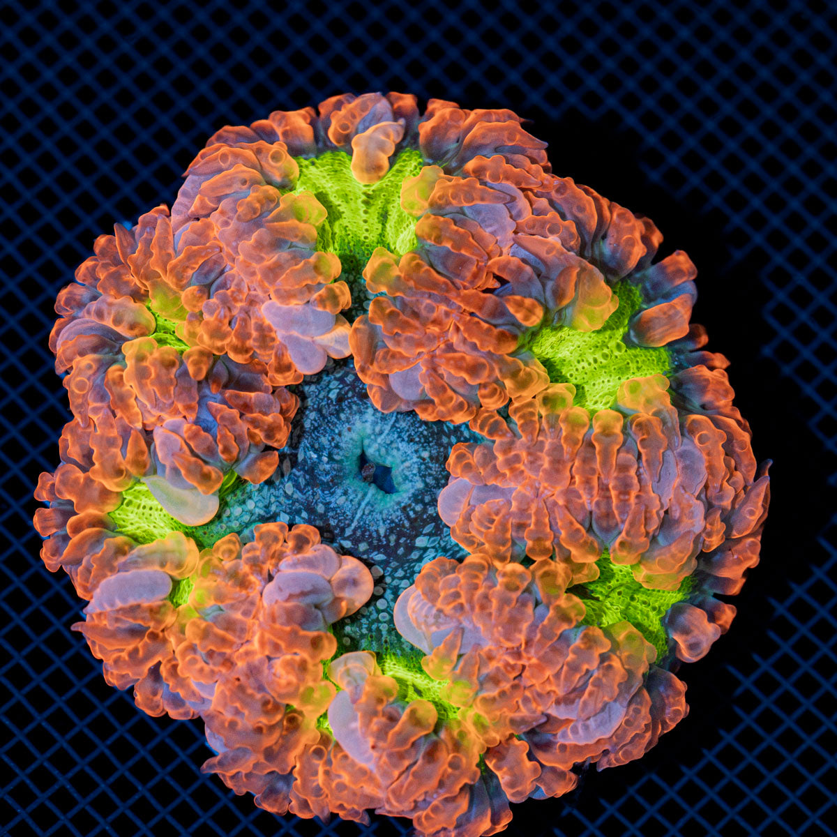 Ultra Rock Flower Anemone with colorful oral disc in reef aquarium
