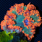 Ultra Rock Flower Anemone with colorful oral disc in reef aquarium