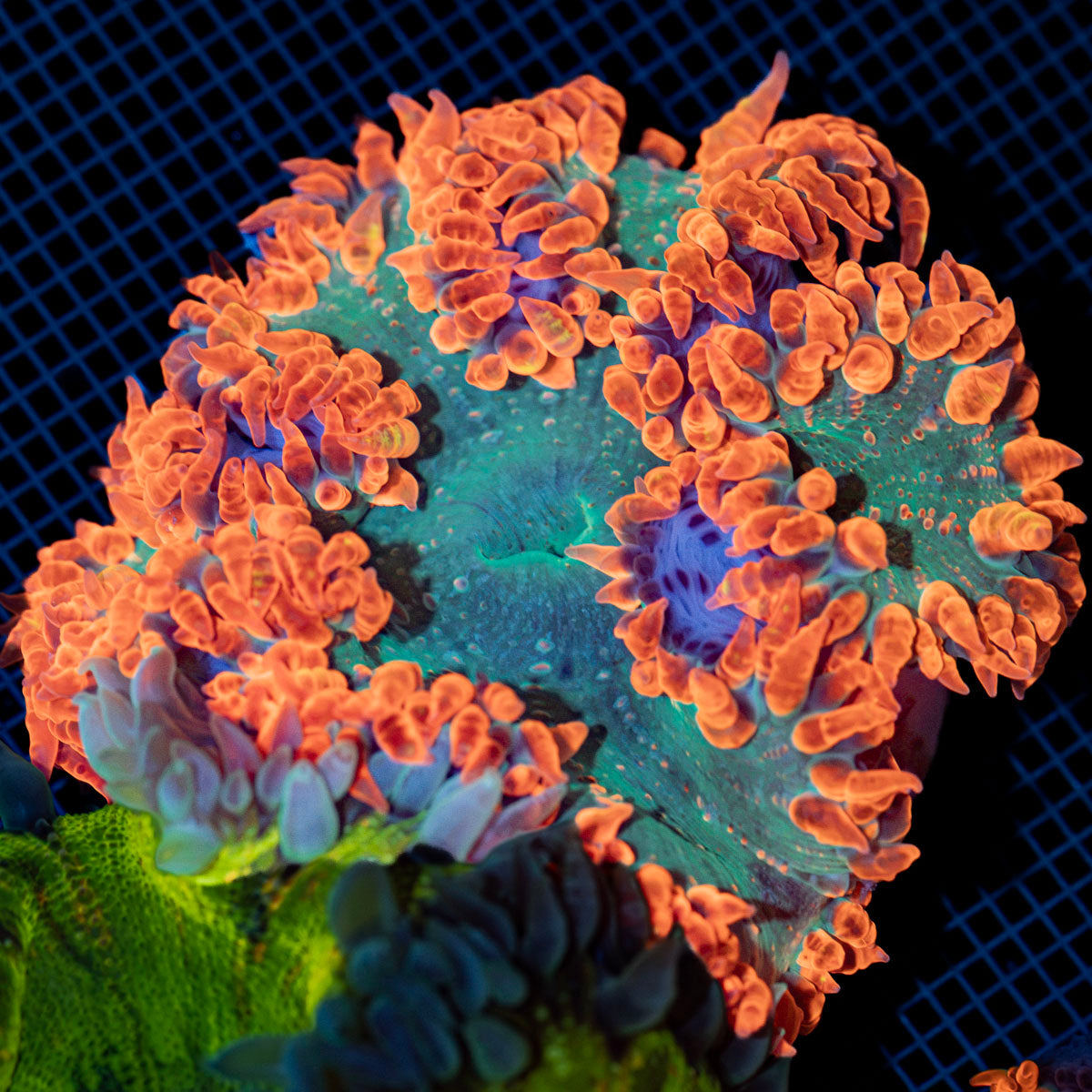 Ultra Rock Flower Anemone with colorful oral disc in reef aquarium