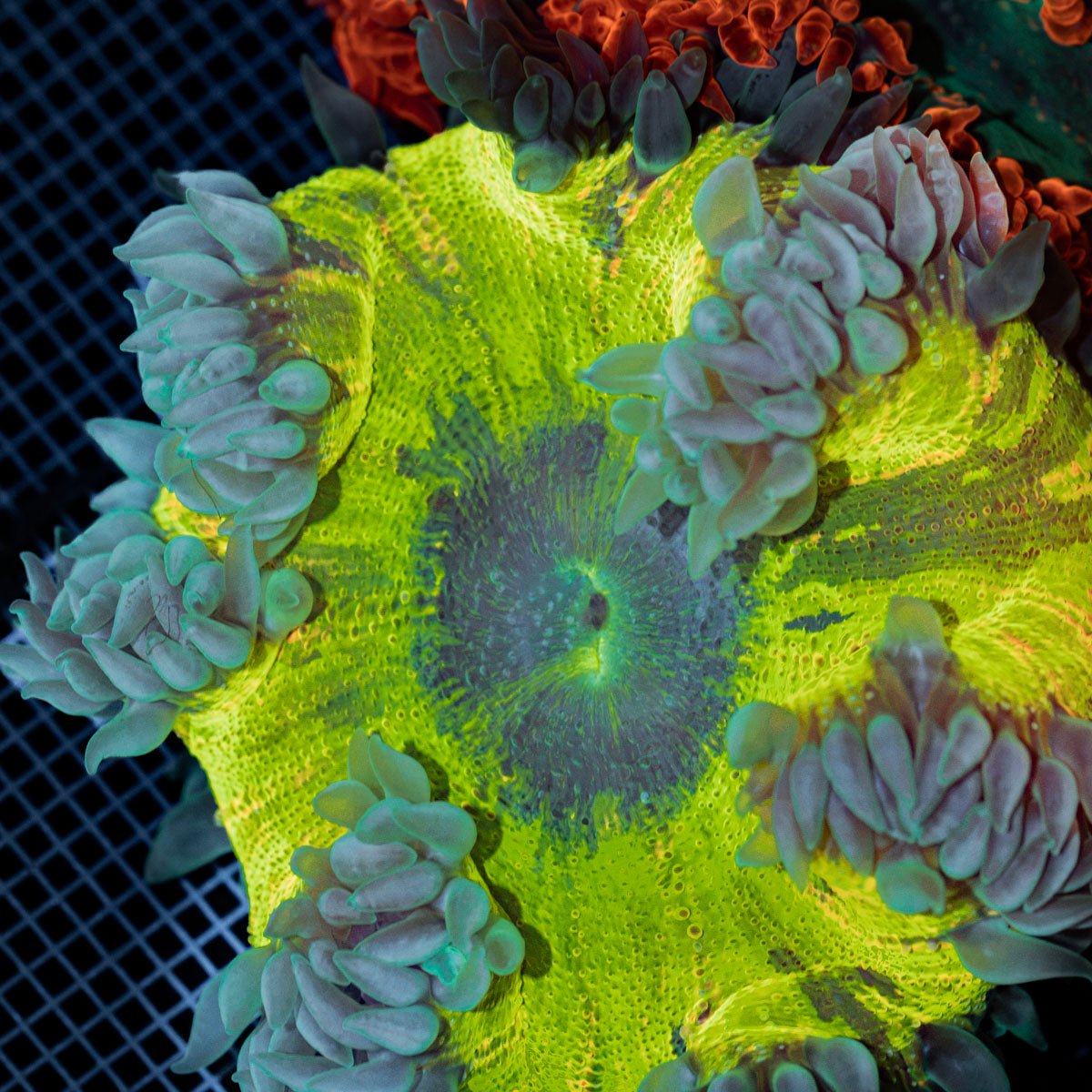 Ultra Rock Flower Anemone with colorful oral disc in reef aquarium