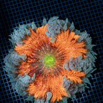 Ultra Rock Flower Anemone with colorful oral disc in reef aquarium