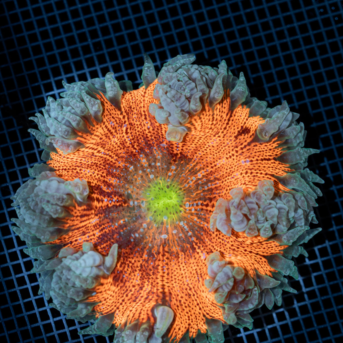 Ultra Rock Flower Anemone with colorful oral disc in reef aquarium