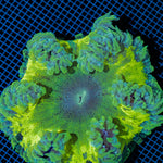 Ultra Rock Flower Anemone with colorful oral disc in reef aquarium