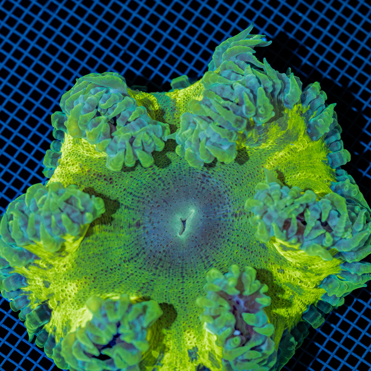 Ultra Rock Flower Anemone with colorful oral disc in reef aquarium