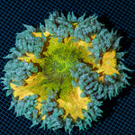 Ultra Rock Flower Anemone with colorful oral disc in reef aquarium