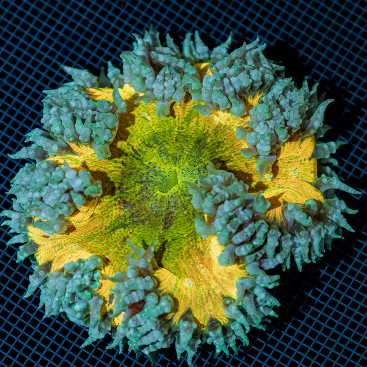 Ultra Rock Flower Anemone with colorful oral disc in reef aquarium