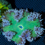 Ultra Rock Flower Anemone with colorful oral disc in reef aquarium