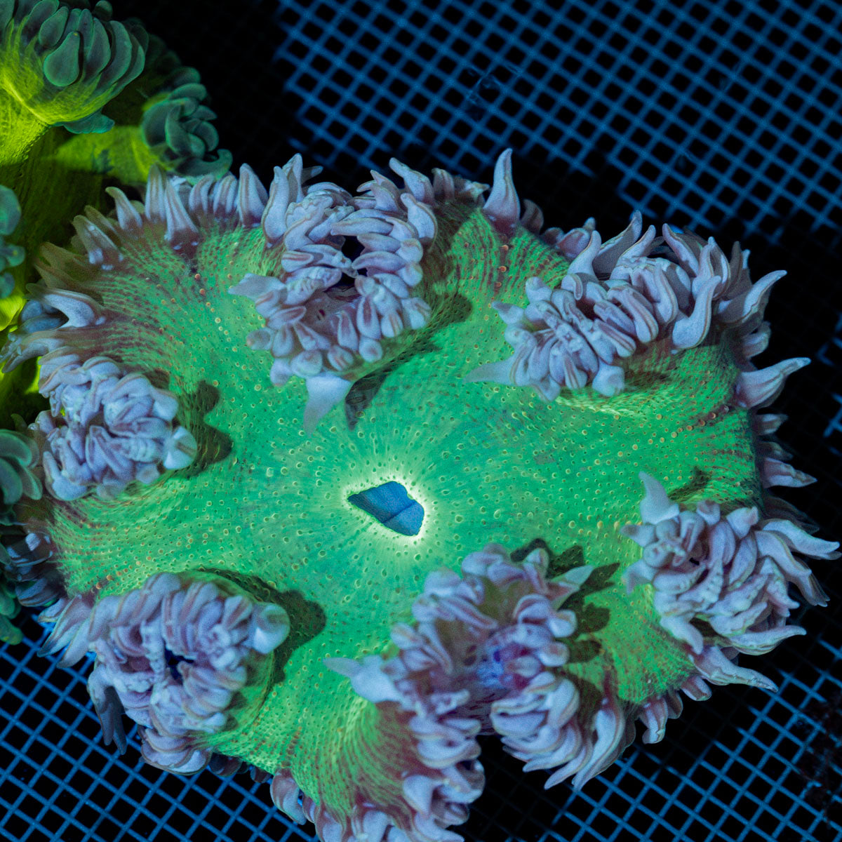 Ultra Rock Flower Anemone with colorful oral disc in reef aquarium