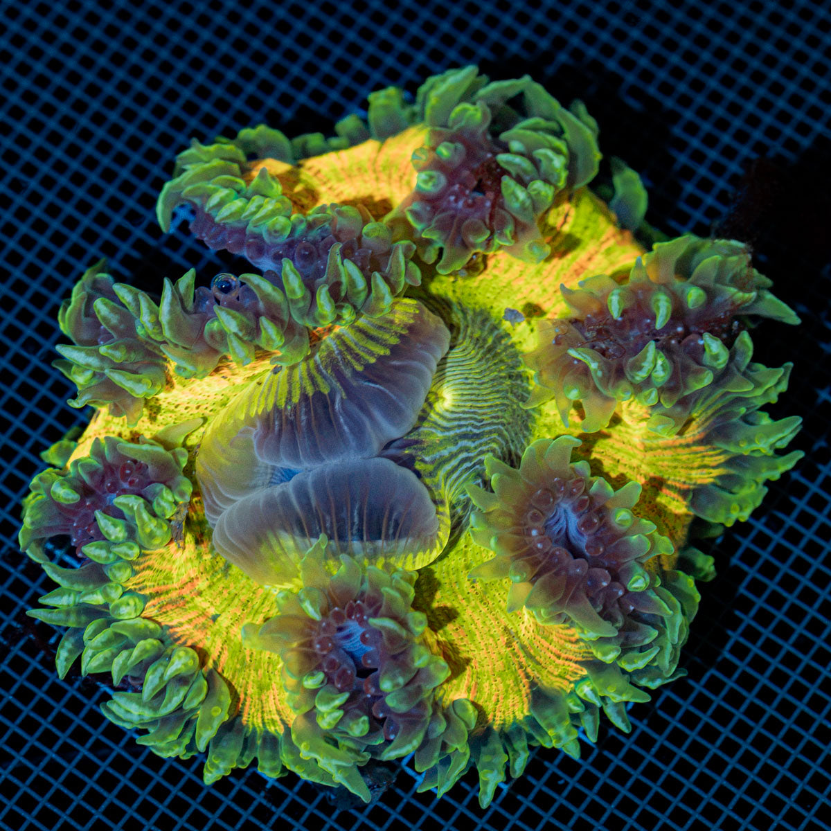 Ultra Rock Flower Anemone with colorful oral disc in reef aquarium