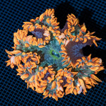 Ultra Rock Flower Anemone with colorful oral disc in reef aquarium