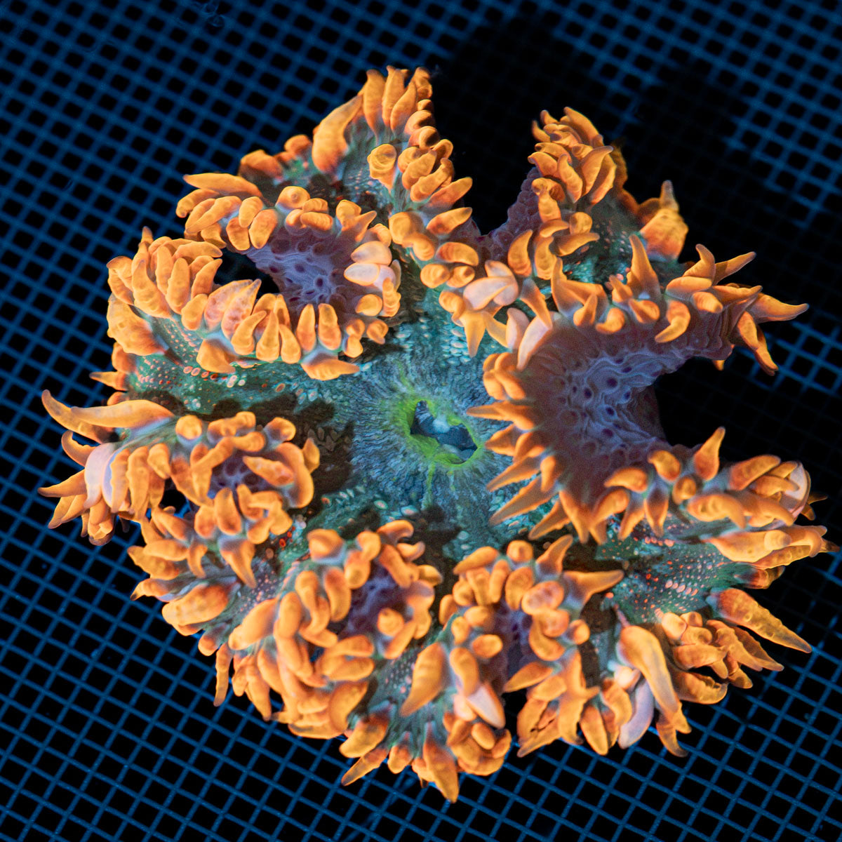 Ultra Rock Flower Anemone with colorful oral disc in reef aquarium
