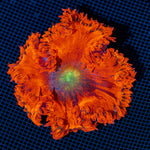 Ultra Rock Flower Anemone with colorful oral disc in reef aquarium