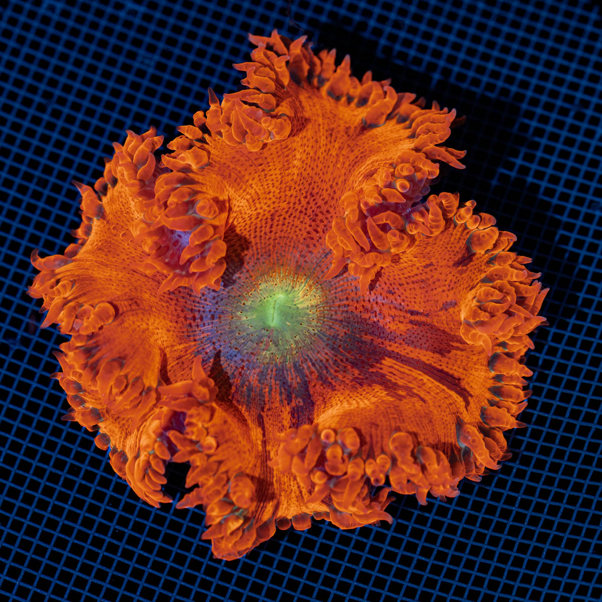 Ultra Rock Flower Anemone with colorful oral disc in reef aquarium